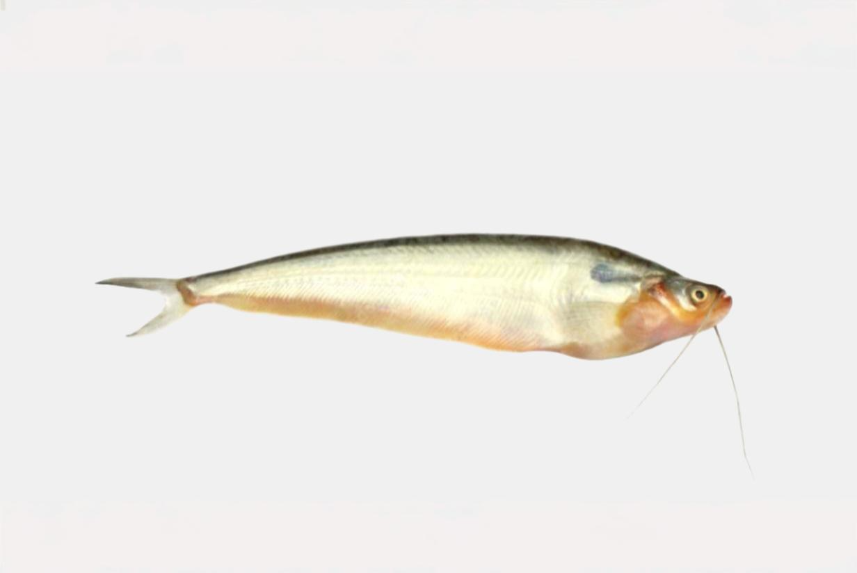 PABDA (BUTTER FISH)